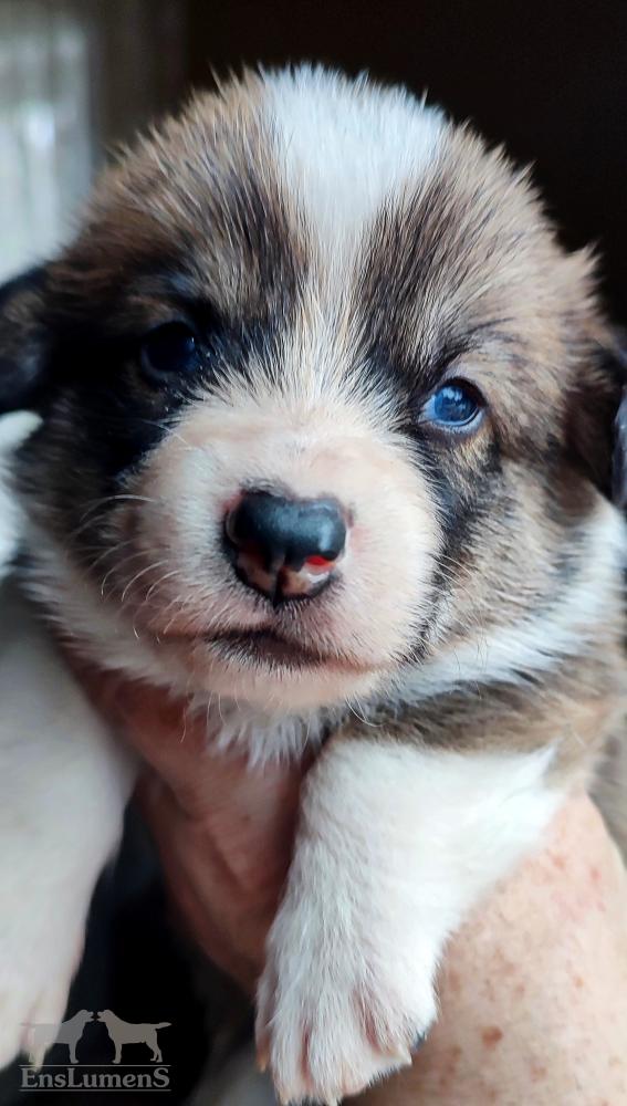 Corgi