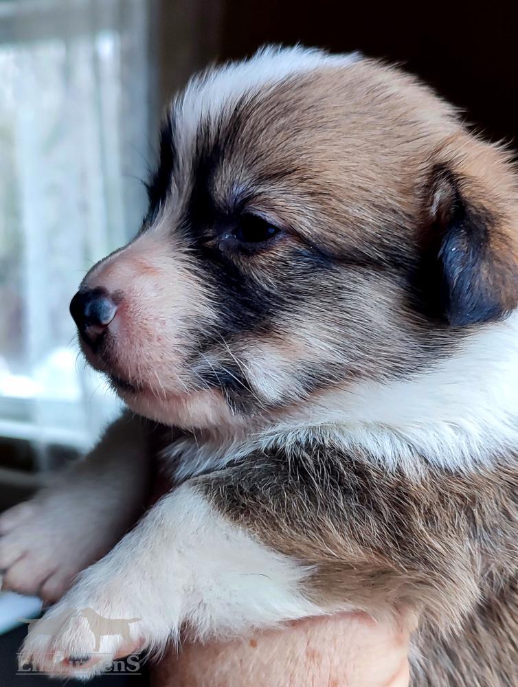 Corgi