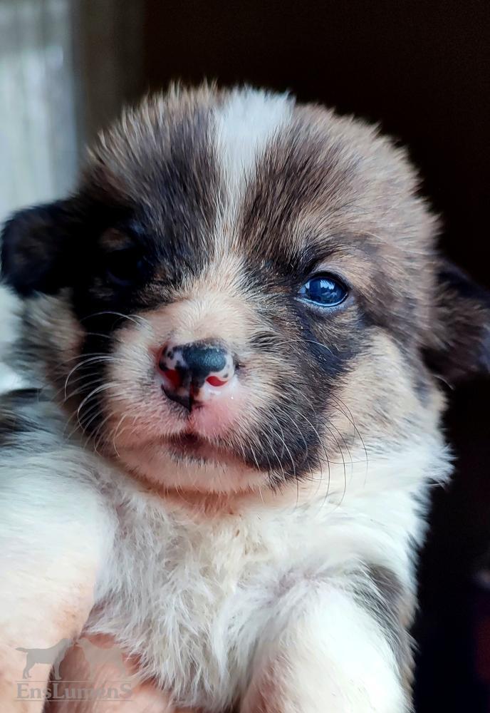Corgi