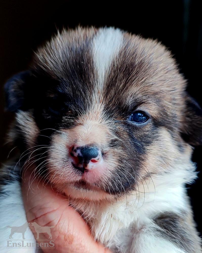 Corgi