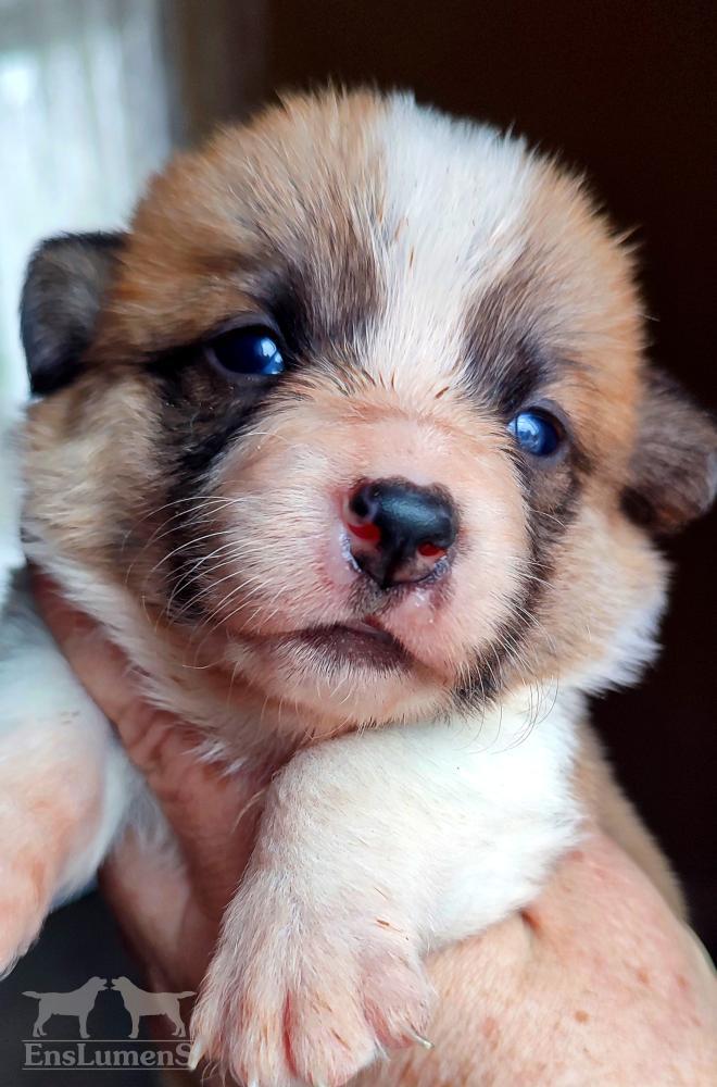 Corgi