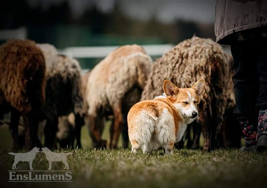 ALICE CORGI