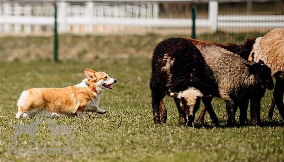 ALICE CORGI