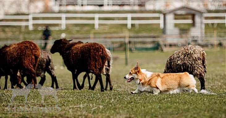 ALICE CORGI