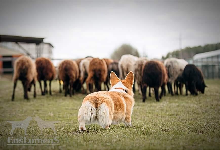 ALICE CORGI