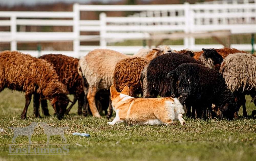 ALICE CORGI