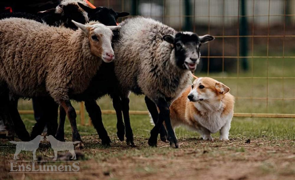 ALICE CORGI