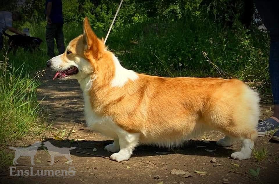 ALICE CORGI