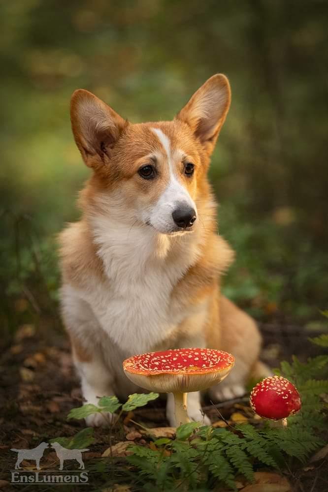 ALICE CORGI