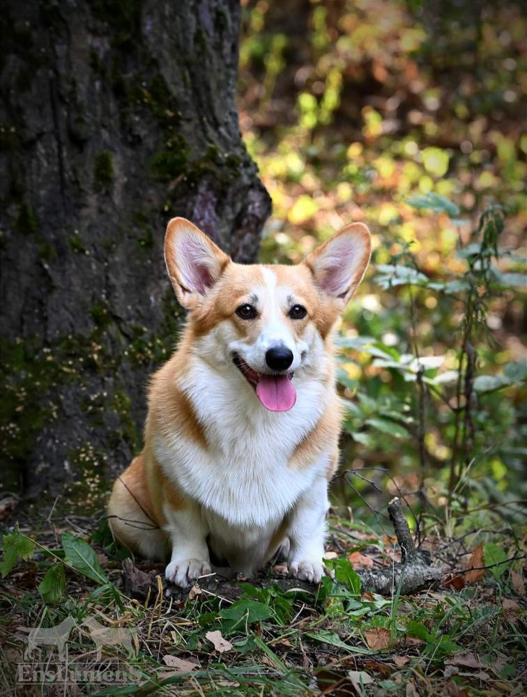 ALICE CORGI
