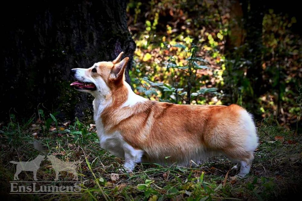 ALICE CORGI