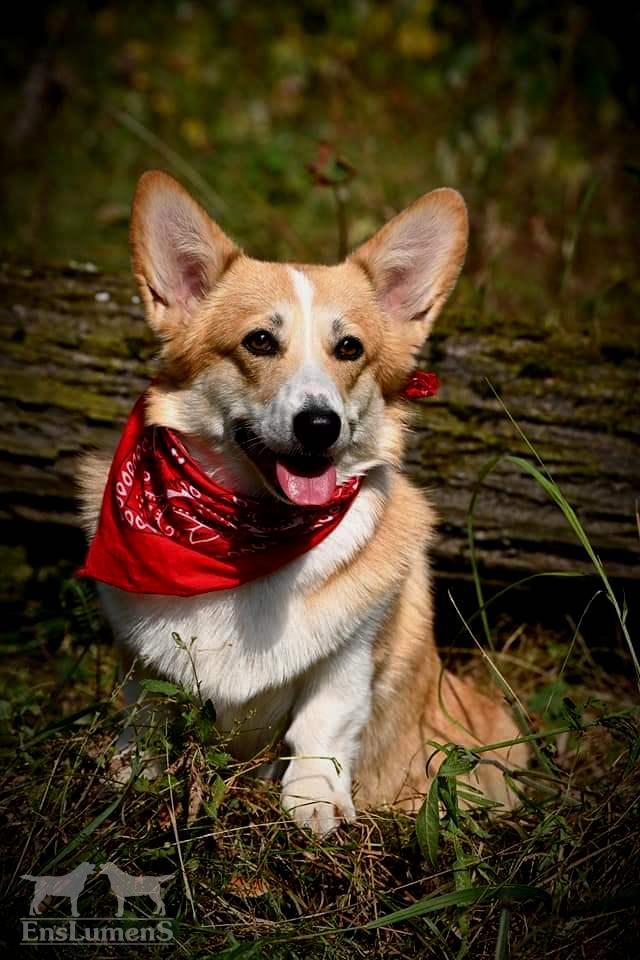 ALICE CORGI