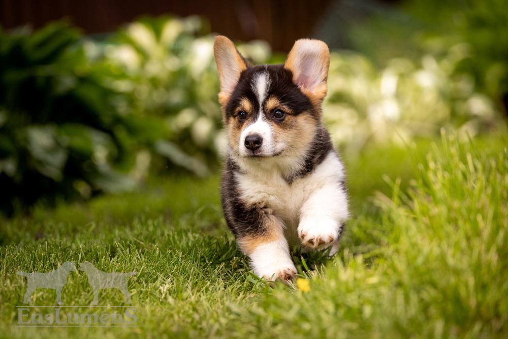 ALICE CORGI