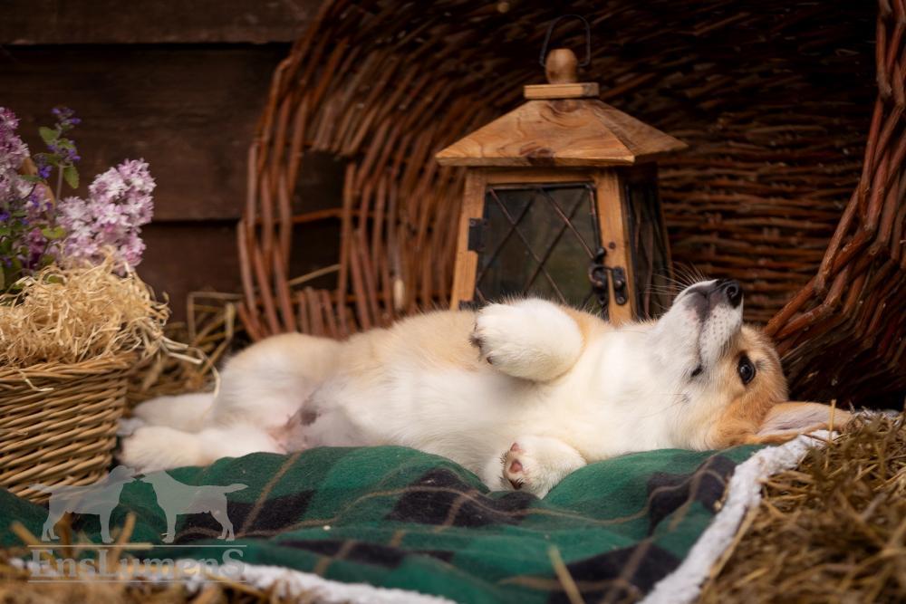 корги щенок