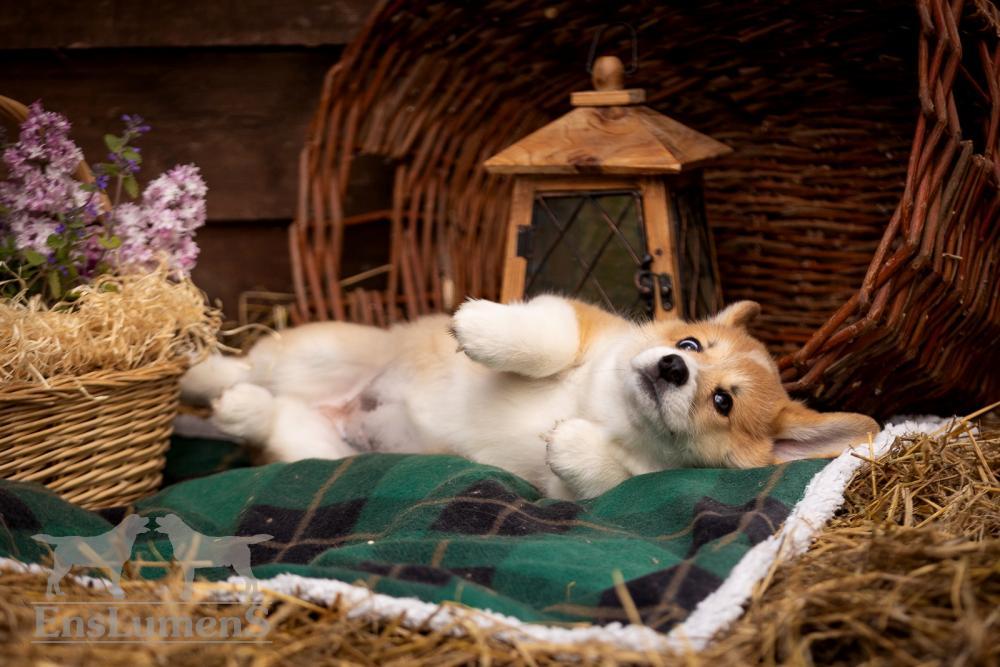 корги щенок