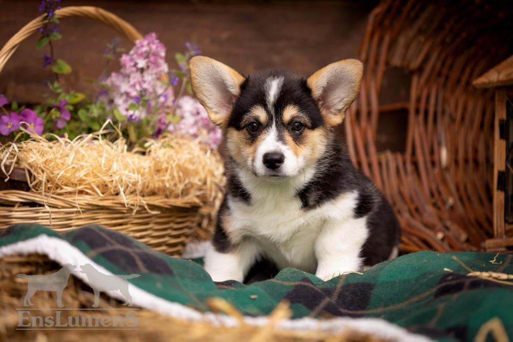 ALICE CORGI