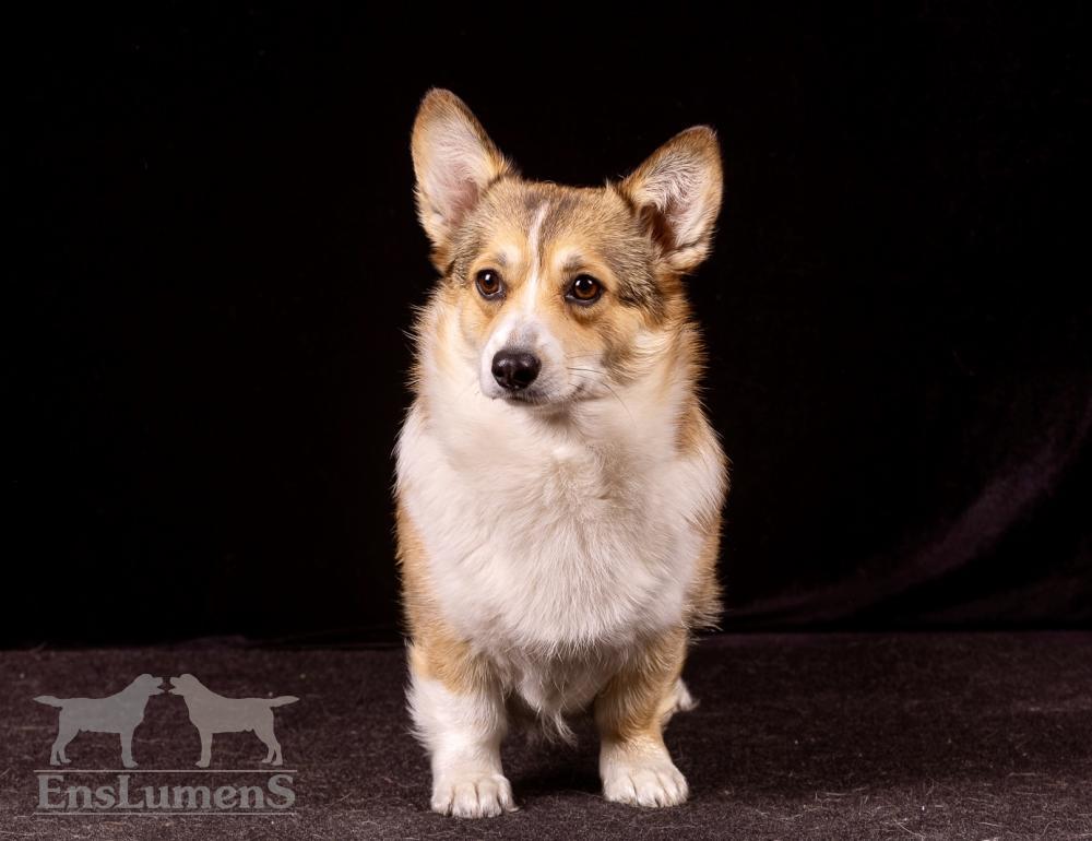 Corgi arwen