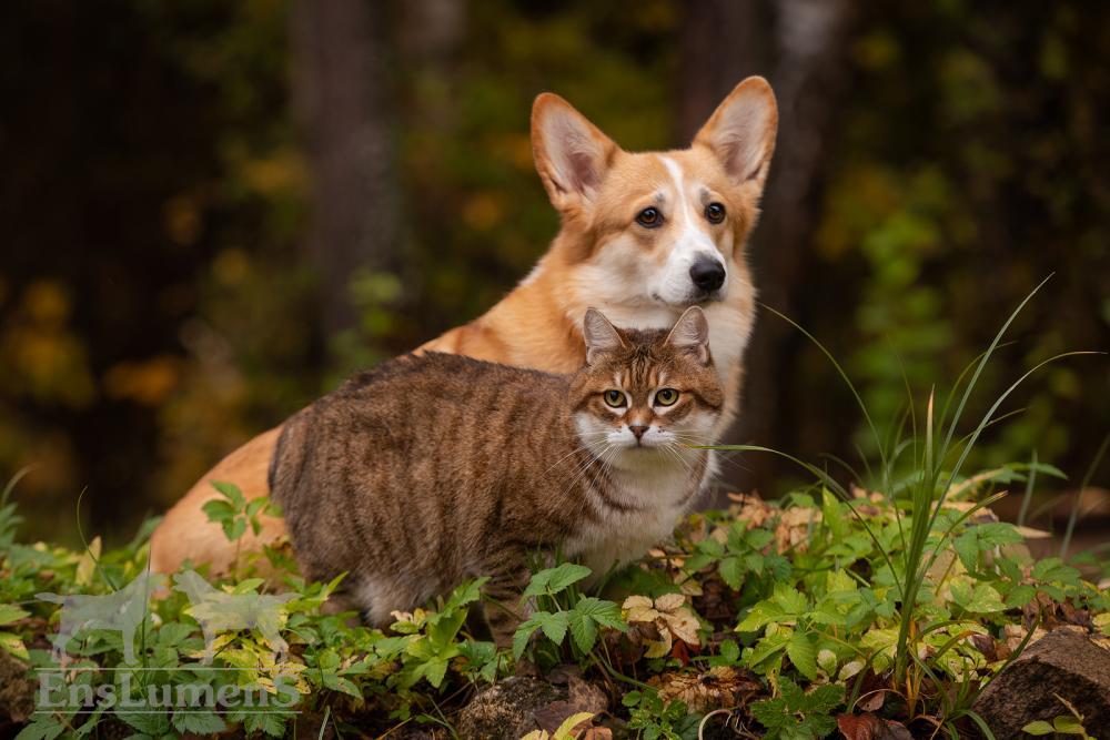 ALICE CORGI