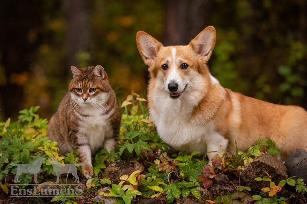 ALICE CORGI
