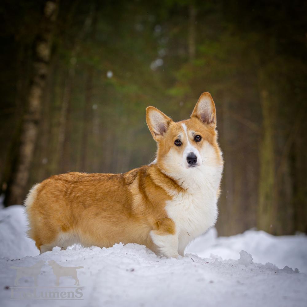 ALICE CORGI
