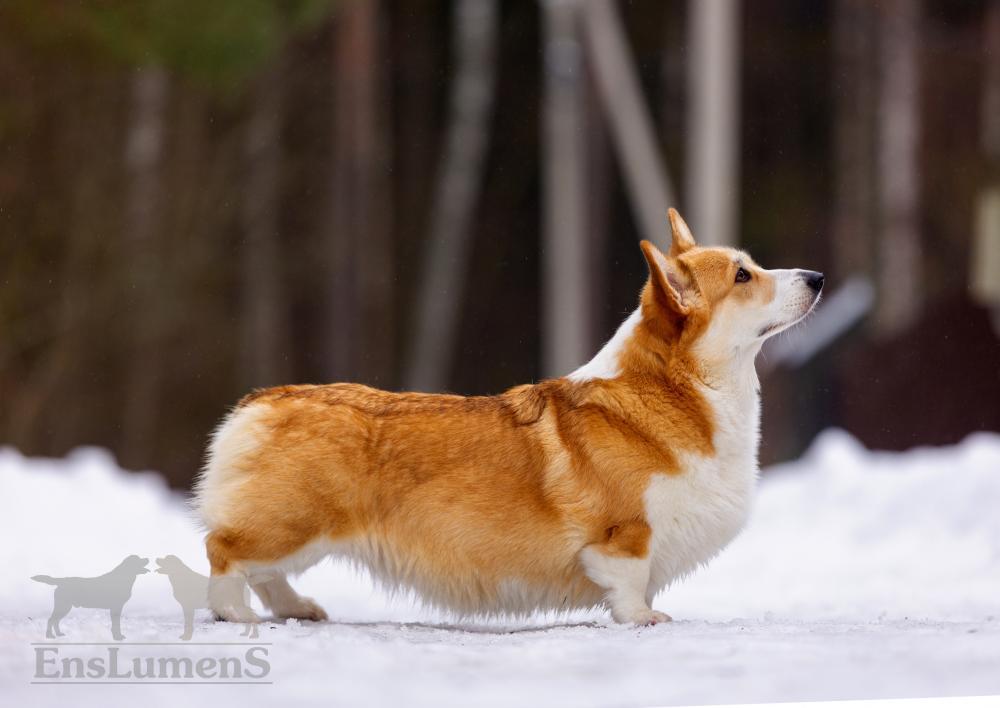 ALICE CORGI