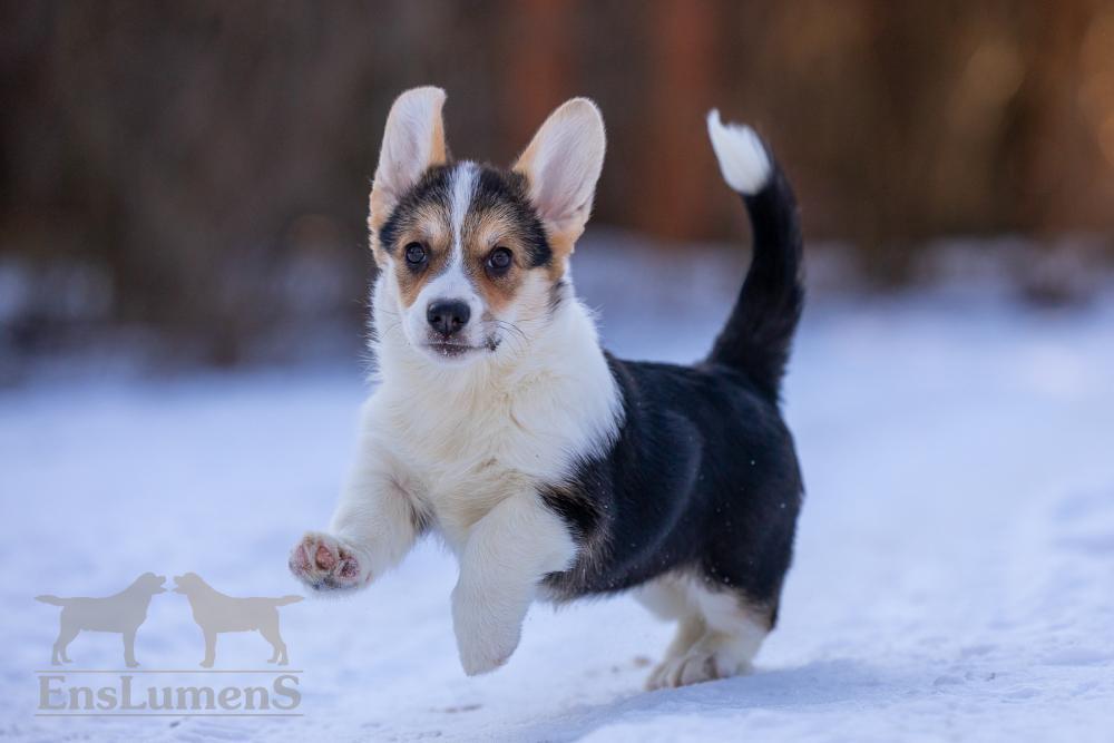Corgi