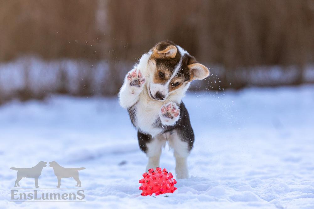 Corgi
