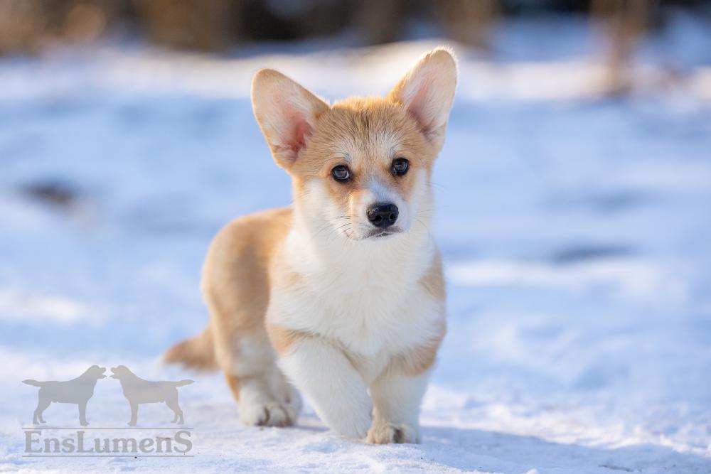 Corgi