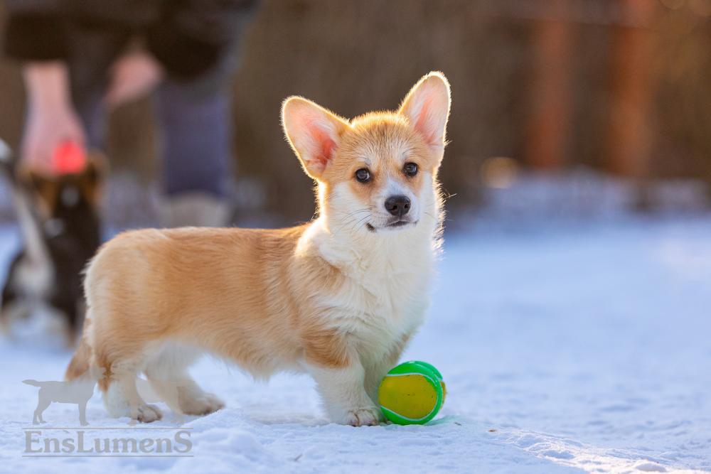 Corgi