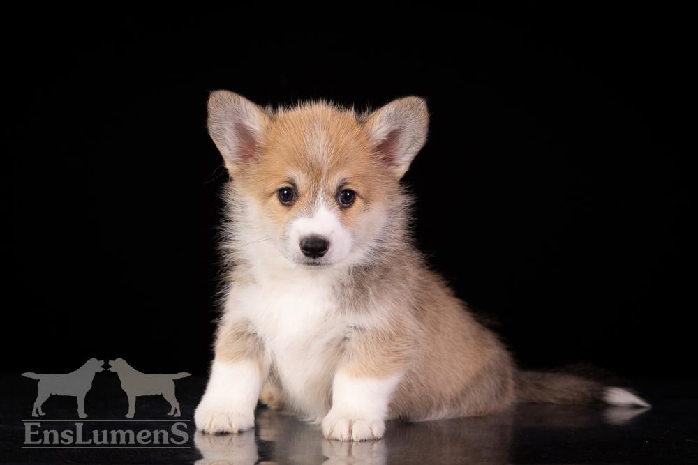 Corgi
