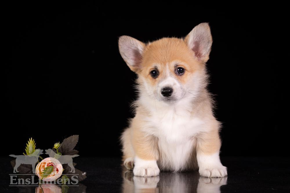 Corgi