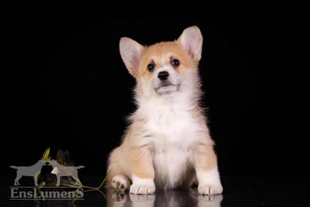 Corgi