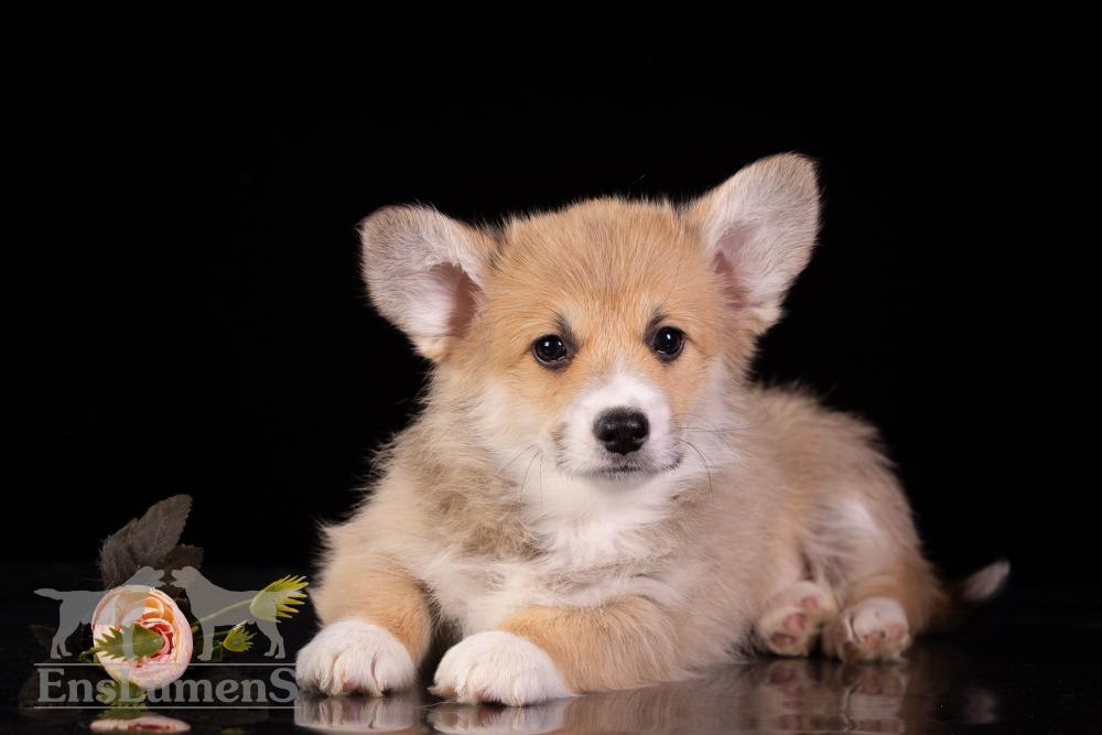 Corgi