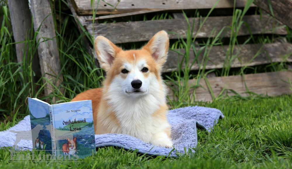Corgi persic