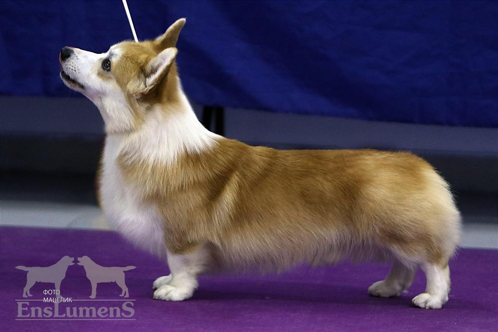 Corgi