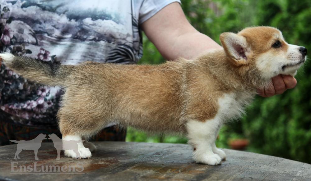 Корги щенки